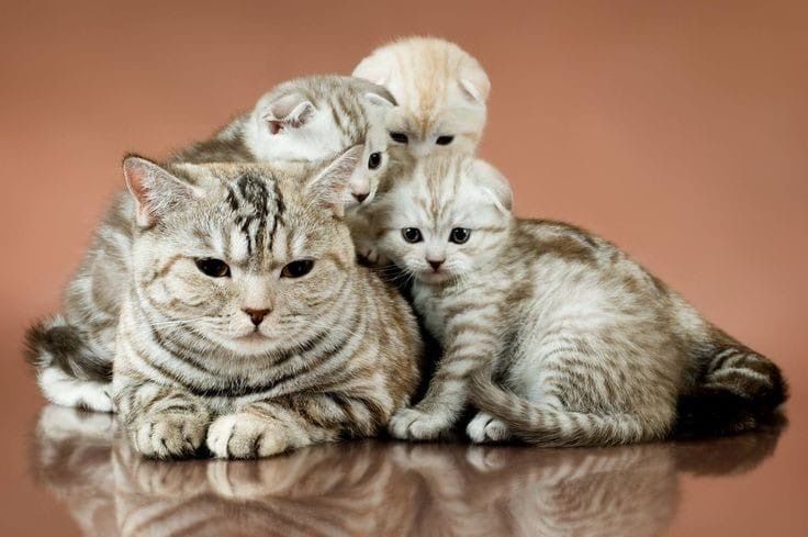 Продам породистых котят