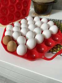 Продаю яйца домашние