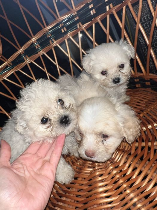 3 fetite bichon maltez