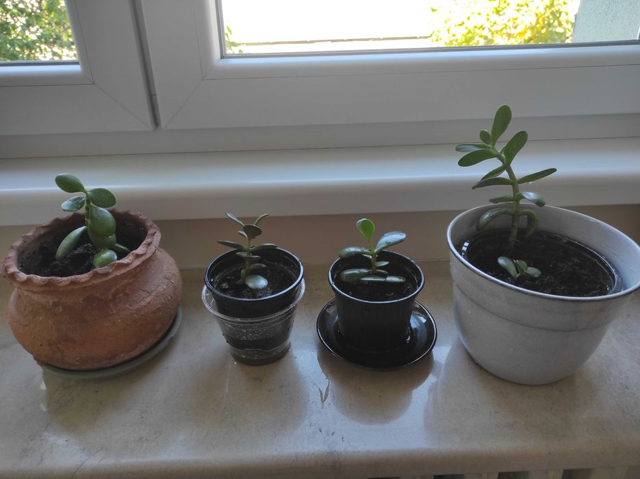 Красула, дървото на живота, различни по възраст красиви растения