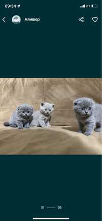 Вислоухие котята (Scottish Fold) 100-120$