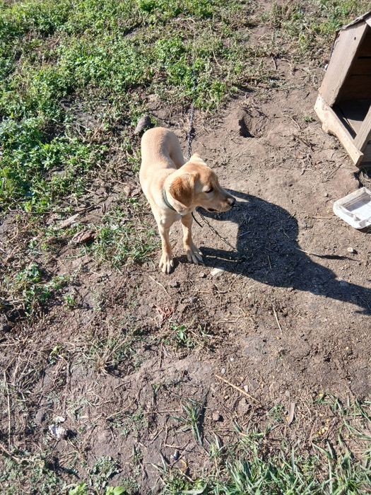 Caini de rasă  , vaccinați