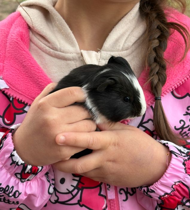 Pui de porcusor de guineea