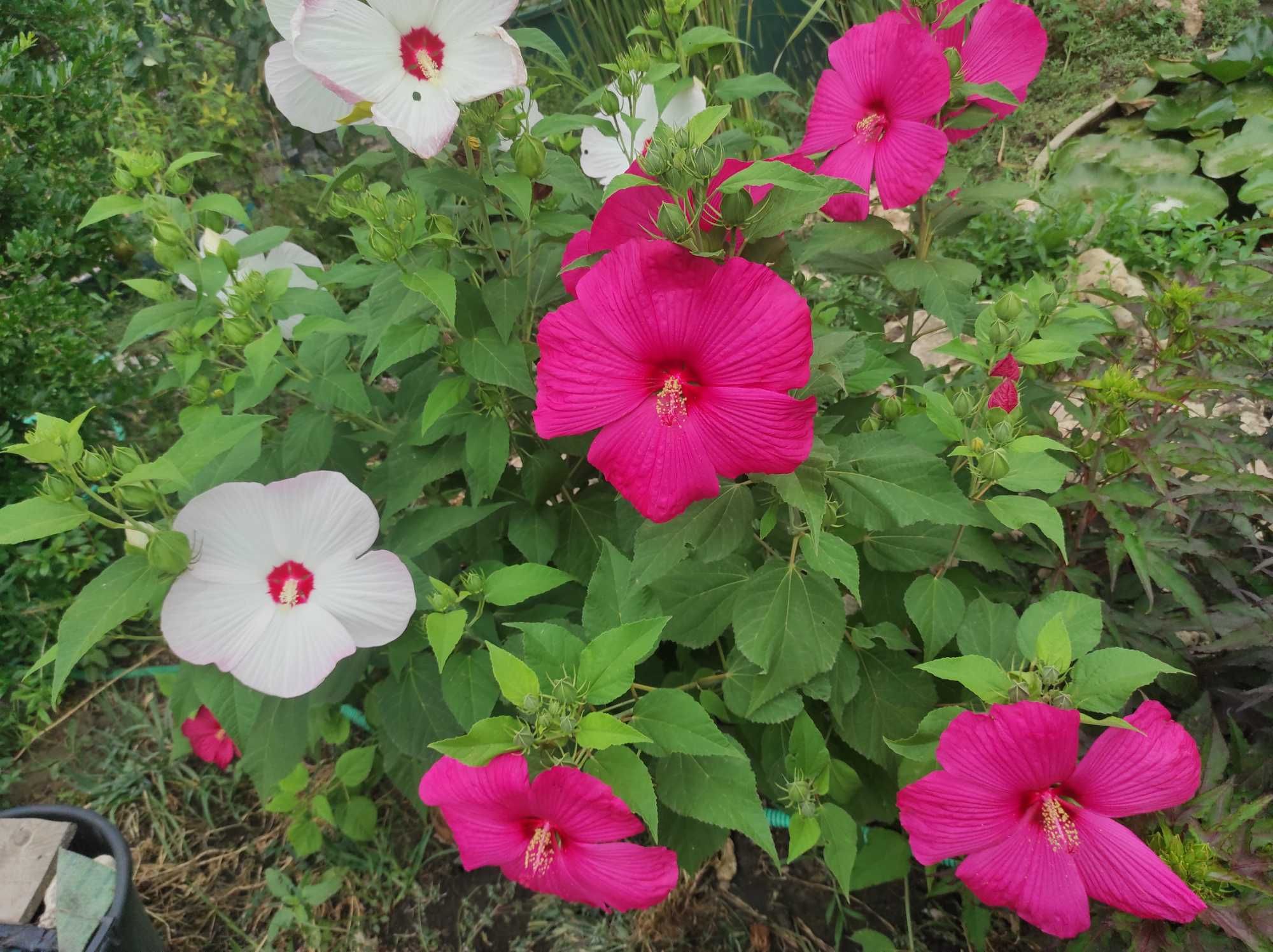 Hibiscus moschetous care face flori cat farfuria