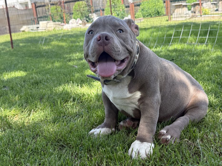 Vand masculg american bully pocket