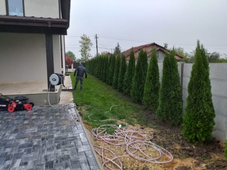Tuia smaragd și leylandii la înălțimea de 2.5-4m
