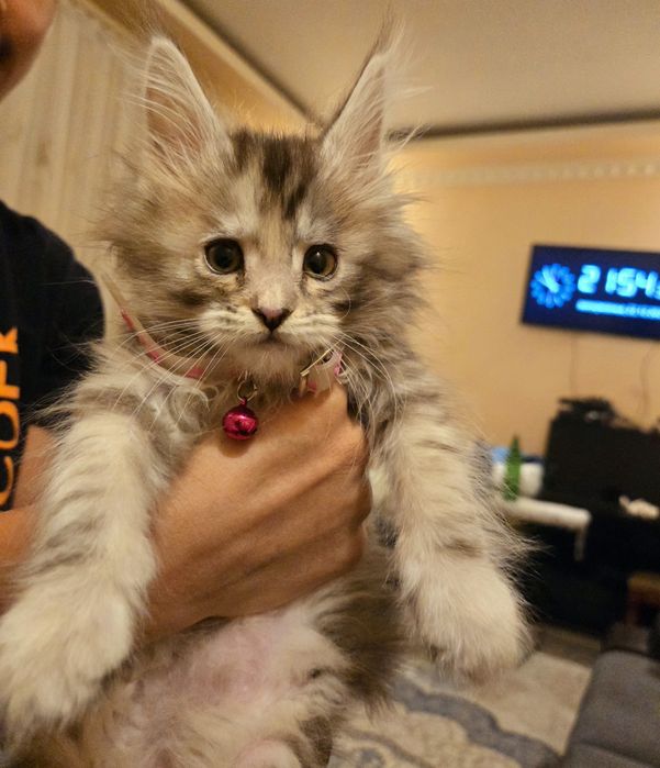 Мейн-кун, девочкв