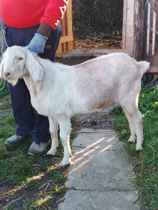 Vând sau schimb țap anglonubian