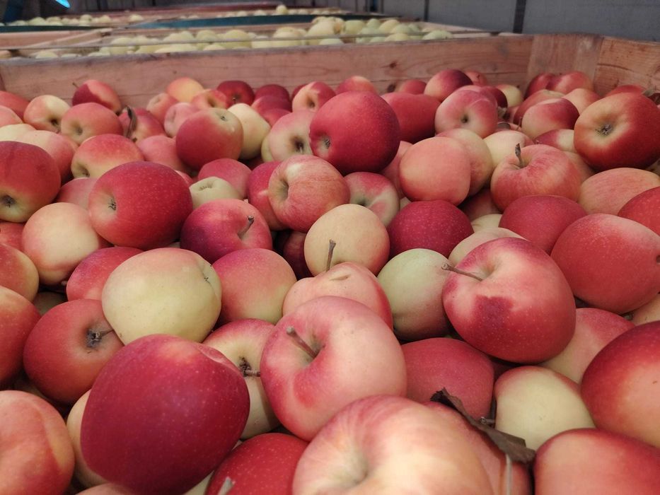 Vand mere si Pere,Polonia cal 1.