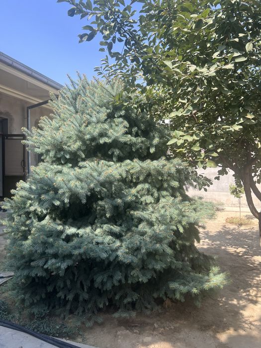 Голубая ель Крымская