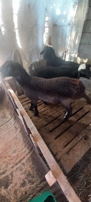 Кошкар кой сатылады
