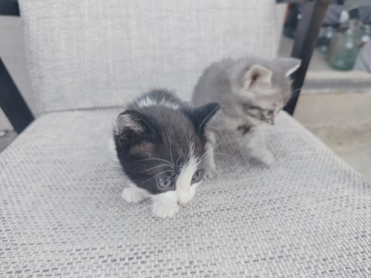 Отдам котят в добрые руки