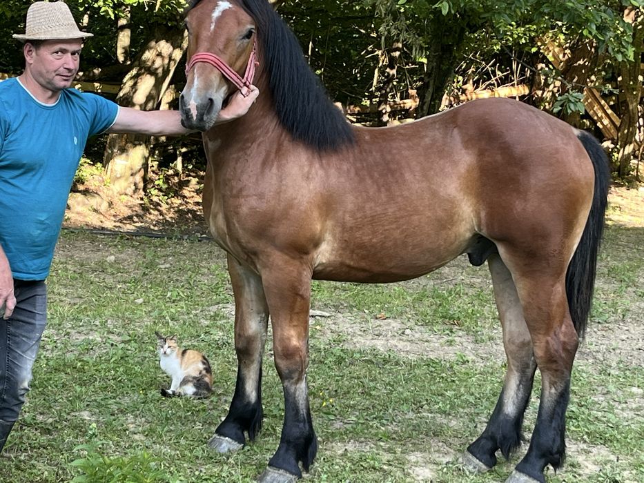 Mânz de vânzare(frumos)
