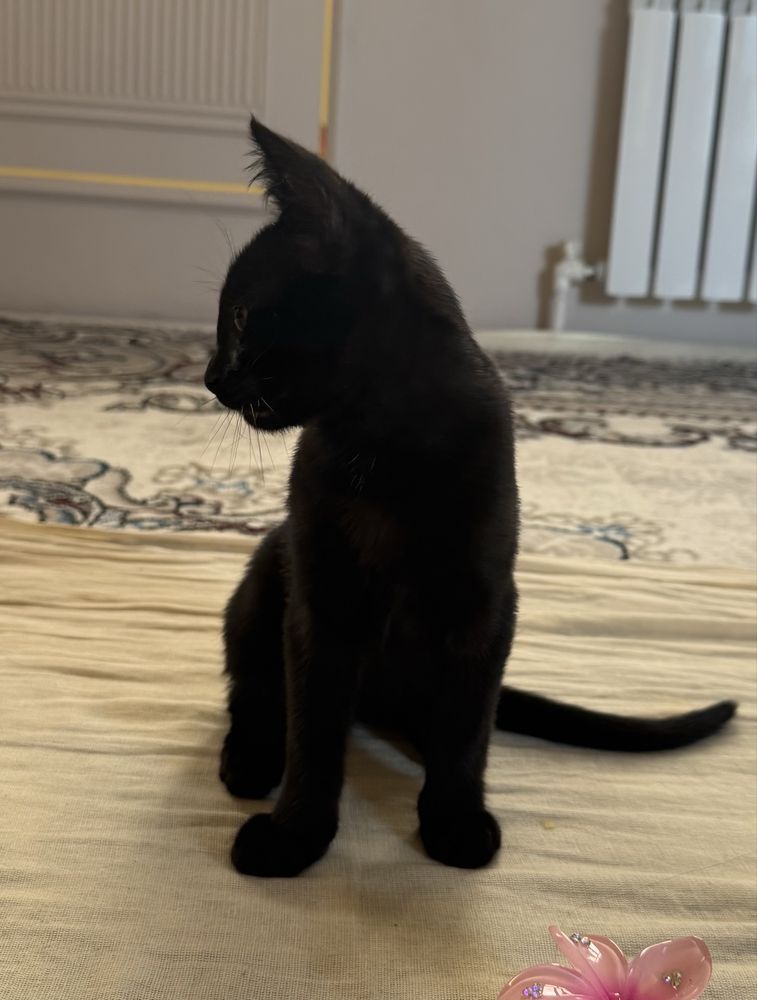 Котятя.