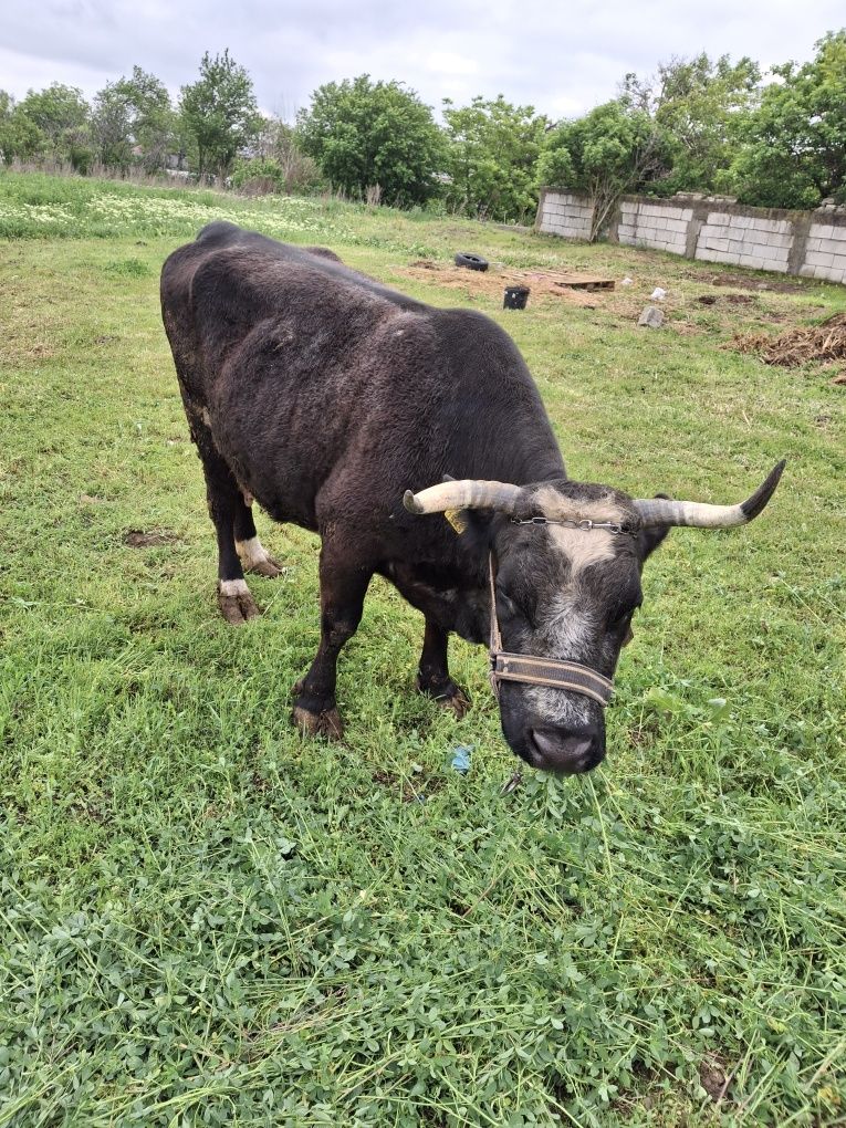 Vând vaca cu vitel