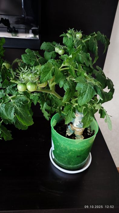 Комнатные цветы продам.
