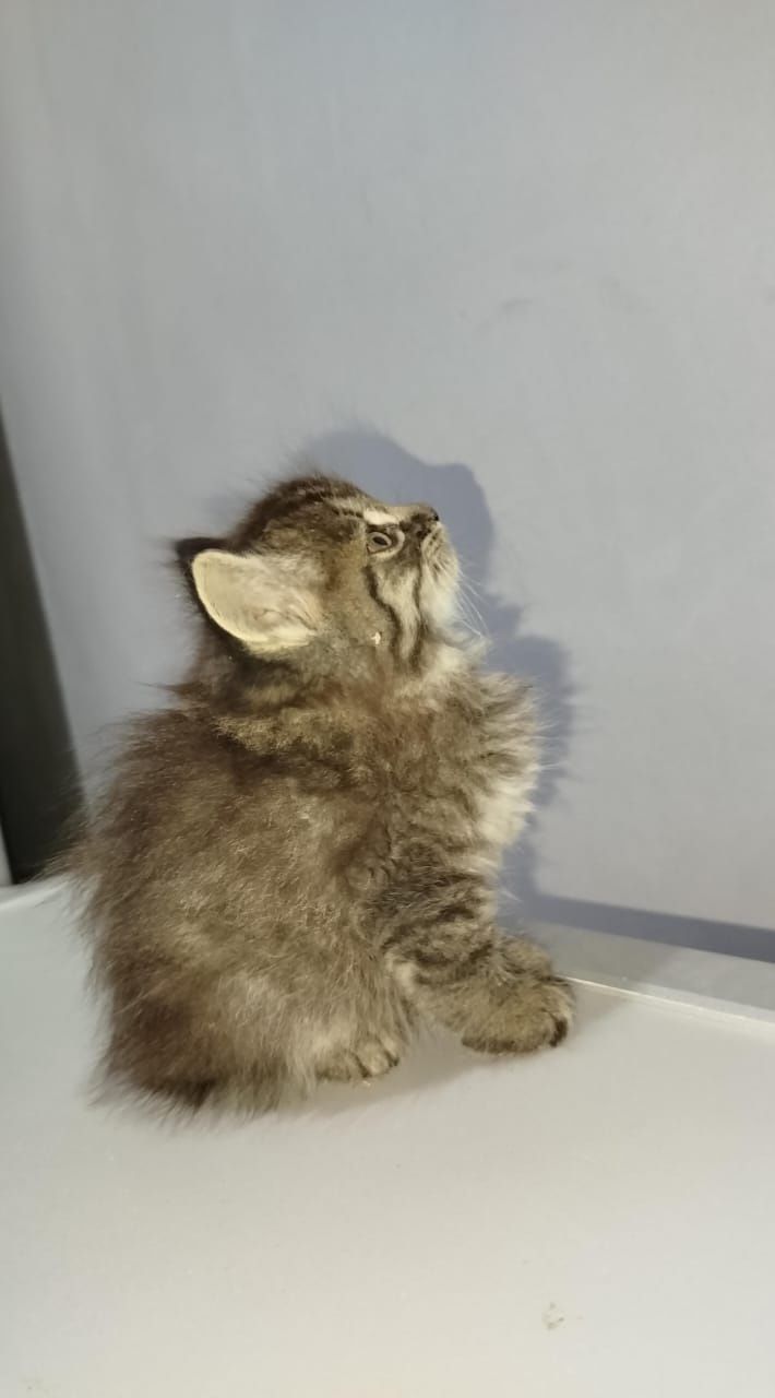 Котёнок мальчик ищет любящую семью