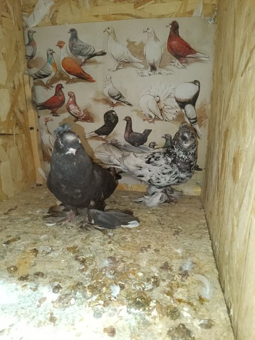 Пара двухчубыий.