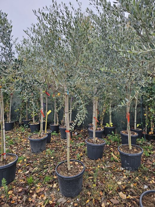 Maslin secular (olea europea)