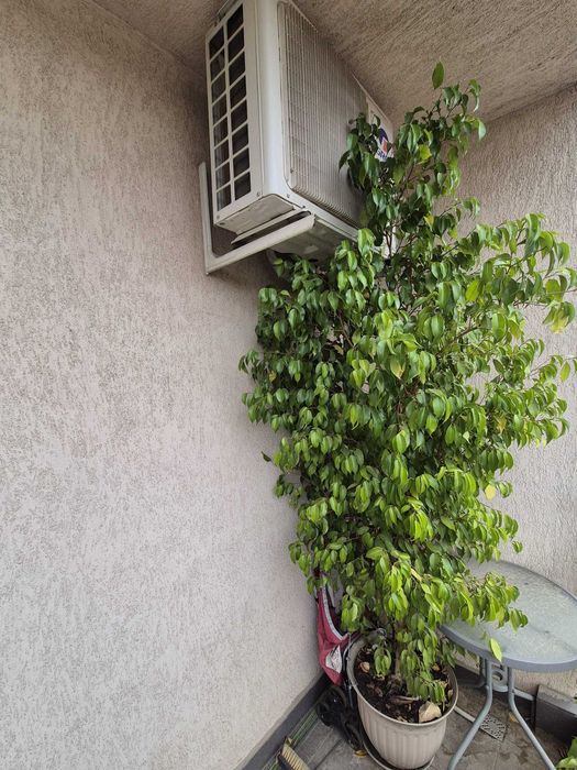 Ficus Benjamina 250cm