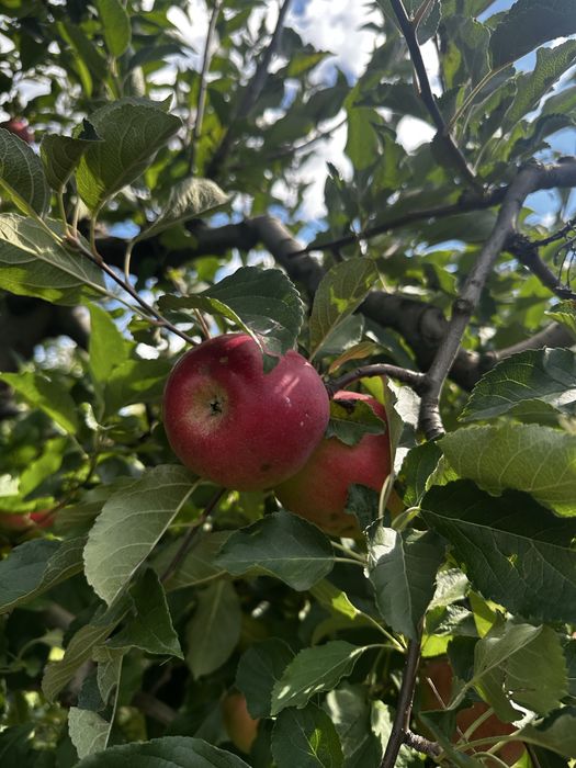 Mere idared de vanzare