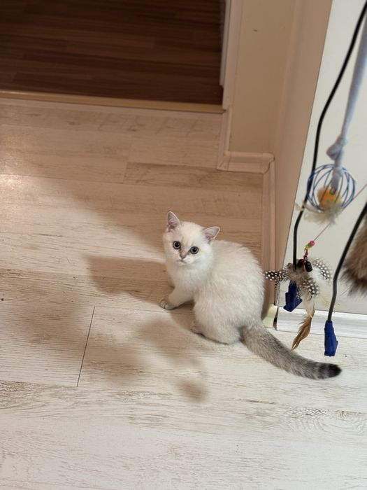 Късокосместа британка златна  чинчила  BRY