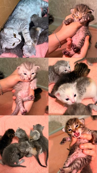 Шотландские вислоухие котята