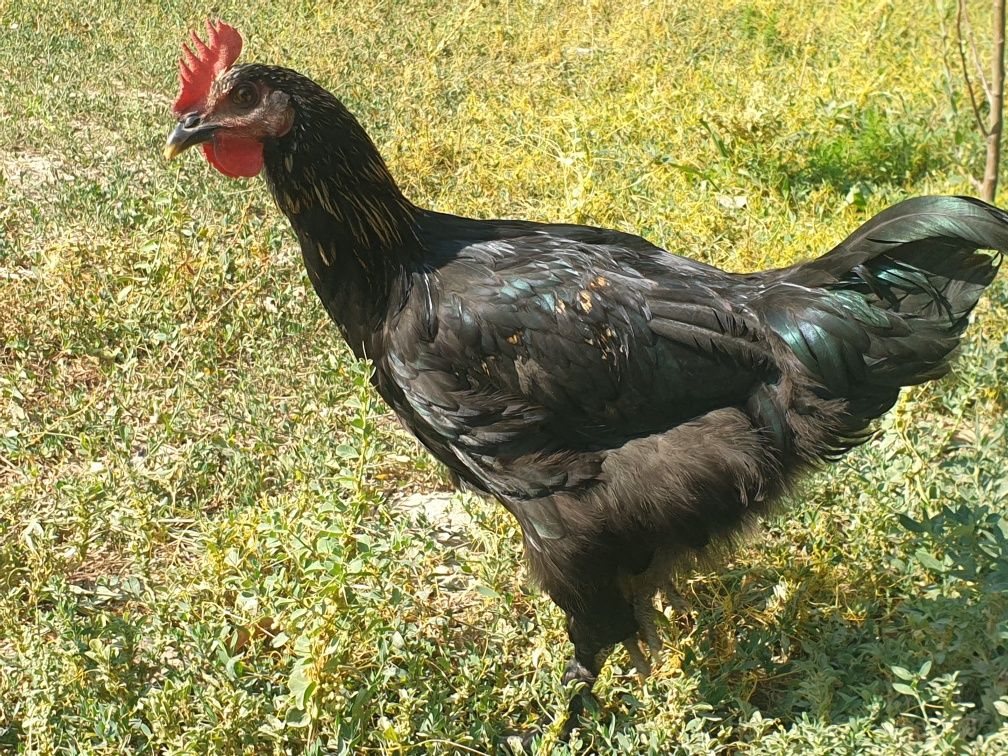 Qora shahzoda (2 ta)