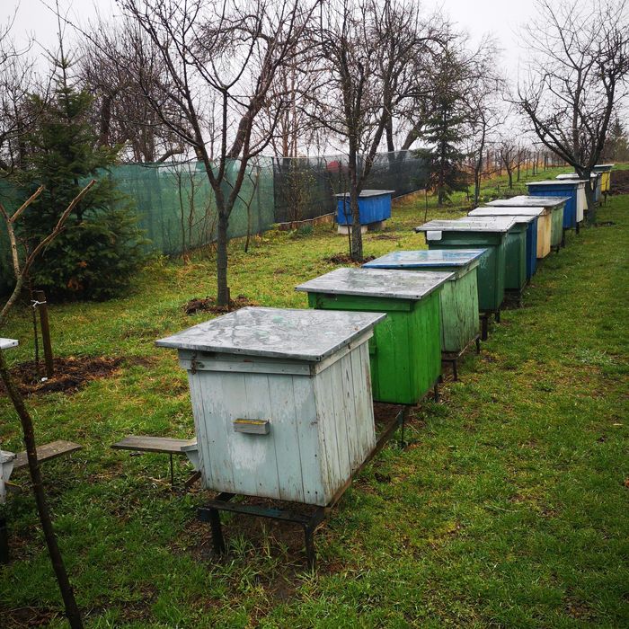 Vind 5---10 Familii de albine  Regine Carpatine din 2025