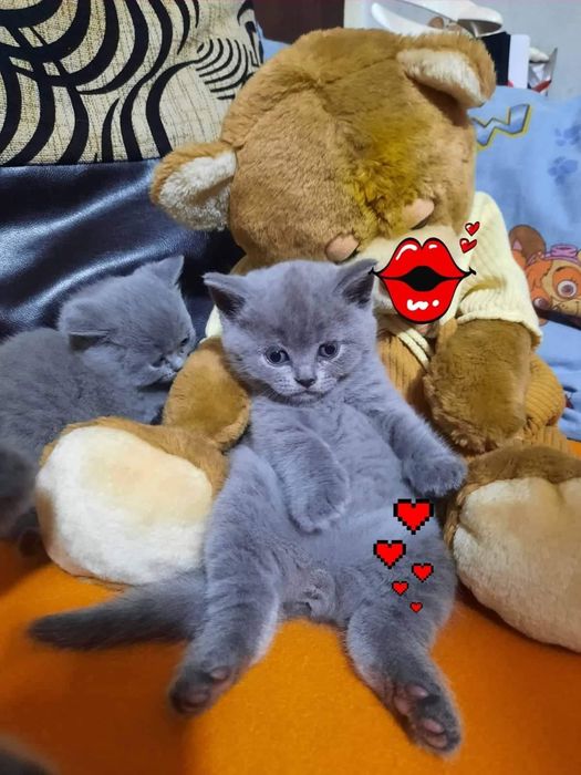 British shorthair bluie doar fetițe