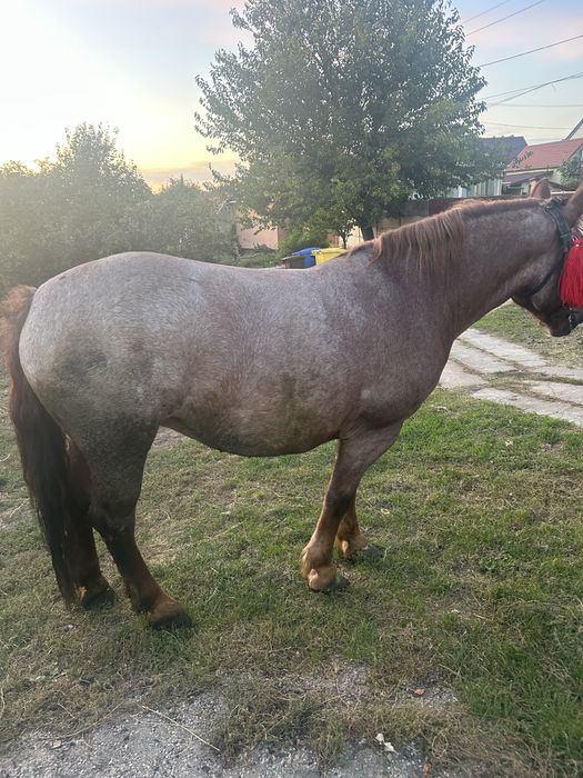 Vand iapa de 2 ani jumate invățată la ham