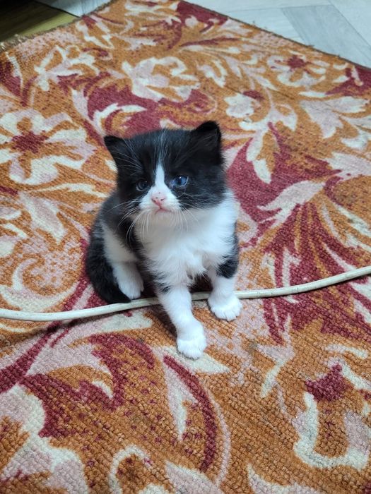 Котёнок 2 месяца бесплатно
