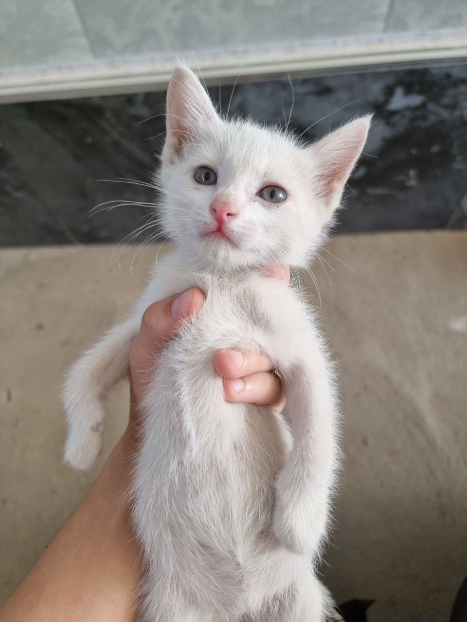 Отдам даром котят.