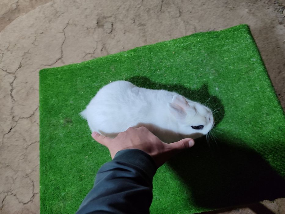 Hatot sames karlik quyon oq