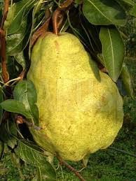 Pomi Pitici Dwarf ( PĂR )