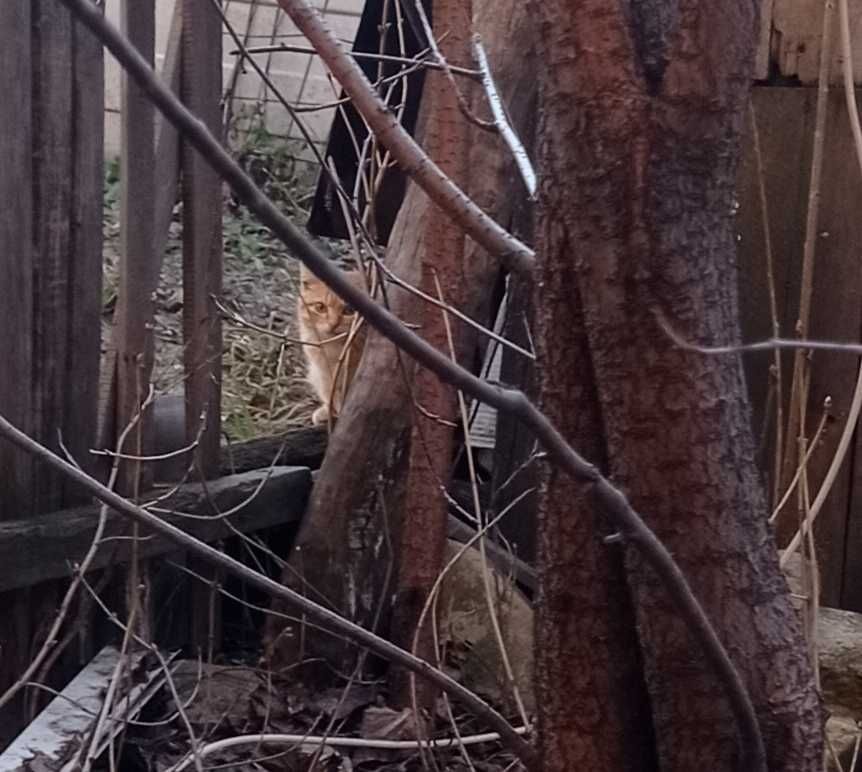 Котята ищут дом!