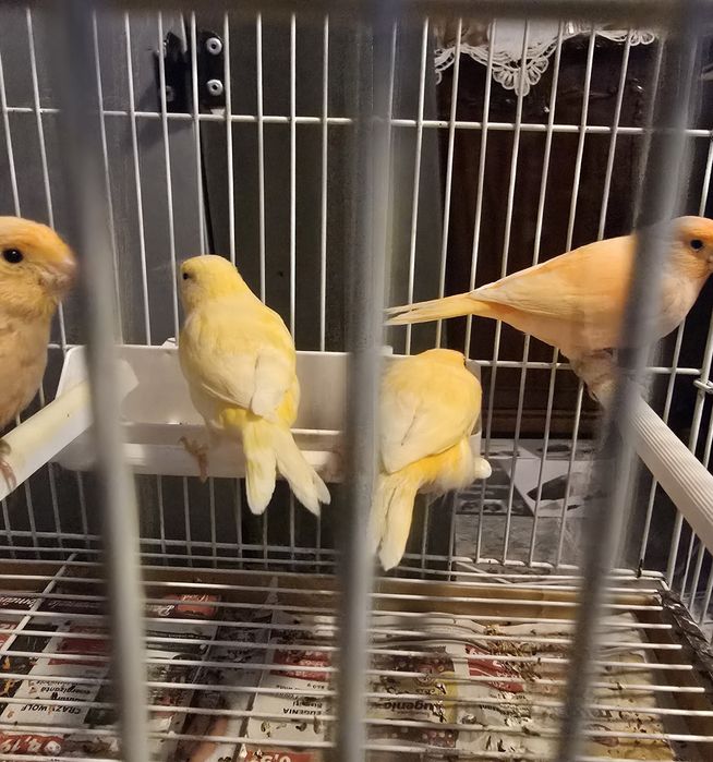 Vând canari de cantec