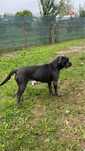Vand femela cane corso , blue gri ,24 de luni