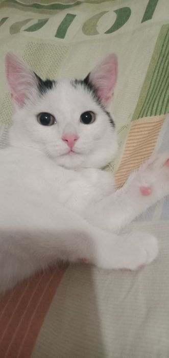 Donez pisicuta, fetita