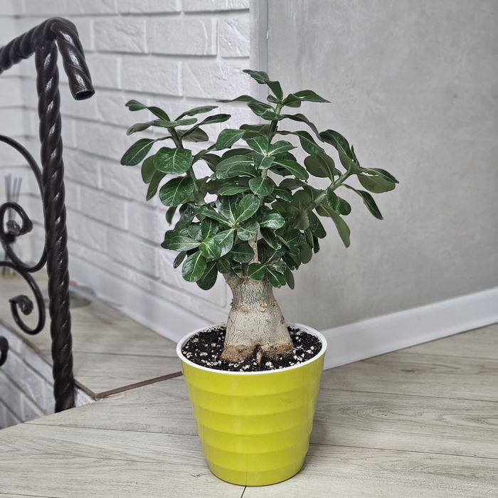 Взрослый адениум