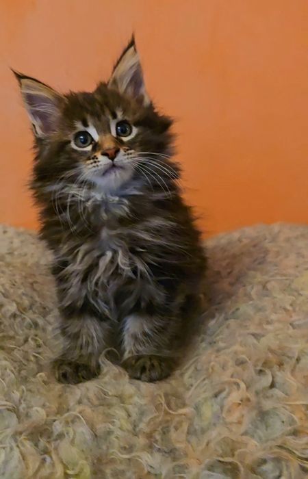 Уникални котенца мейн  куун