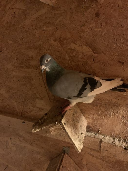 Vand porumbei voiajori