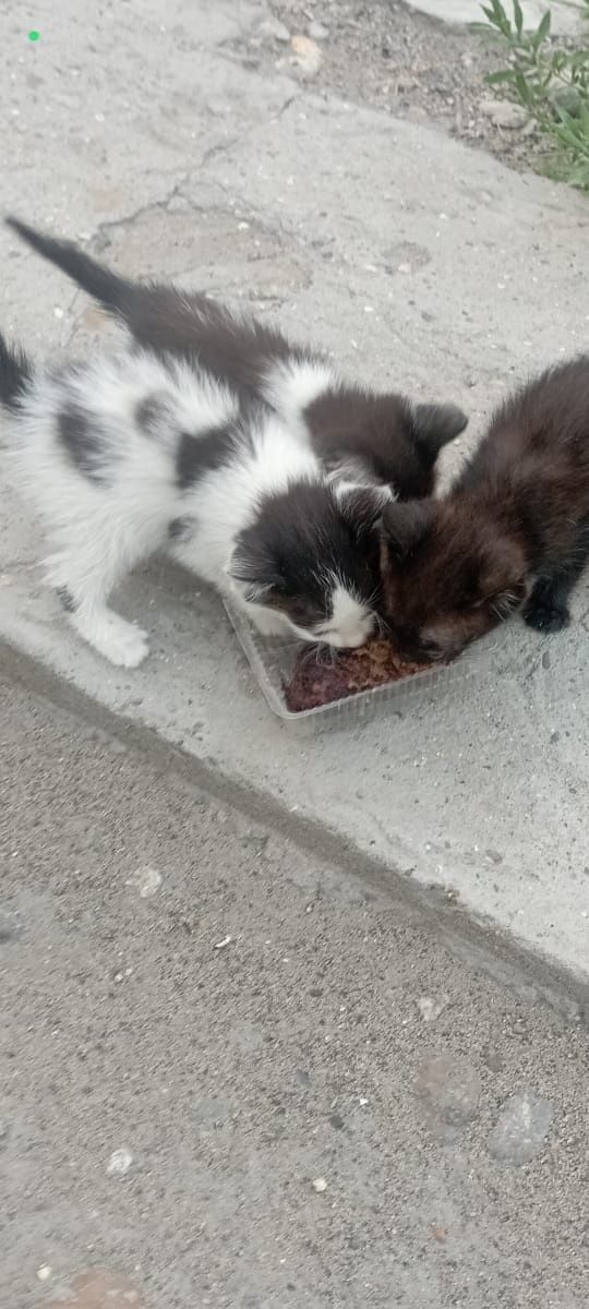 4 месяц. Котята.