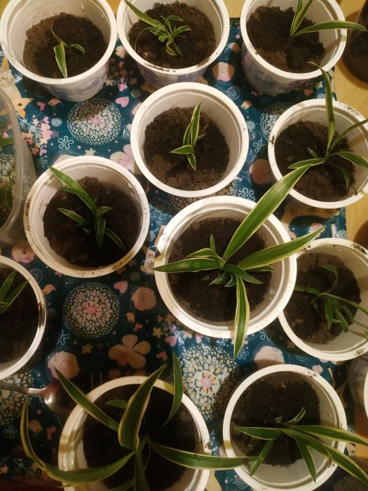 Хлорофитум растение