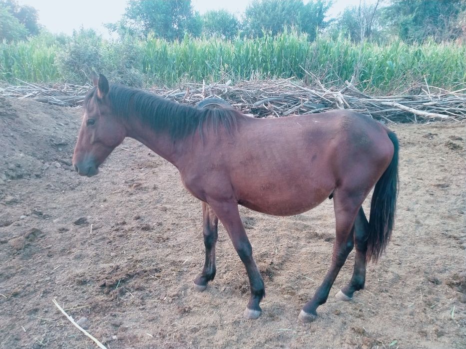 Тай сатылады еркек