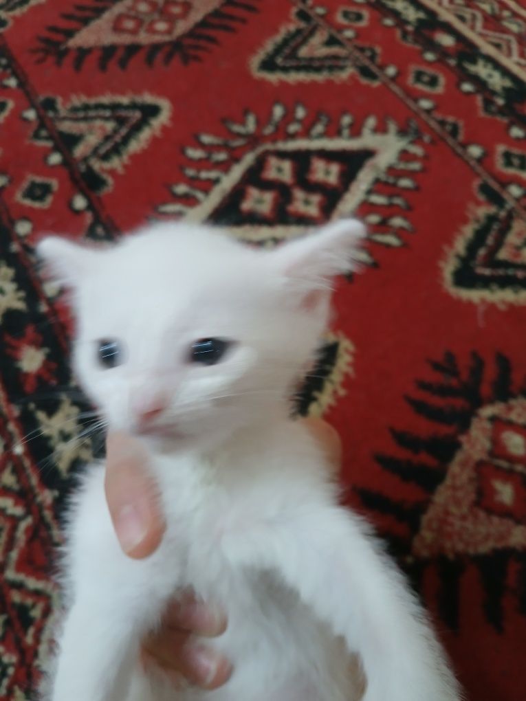 Мушук боллари котята