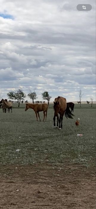 жылқылар сатылады