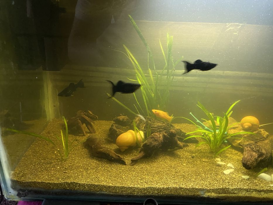 Продам аквариум с рыбками