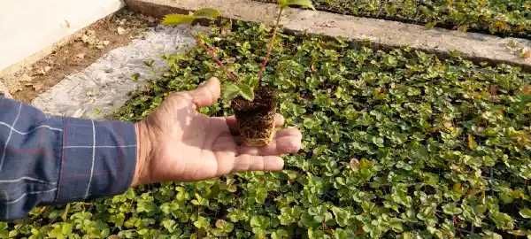 SHOSHILING  "MALGA"  QULUPNAY ko'chatlari sotiladi