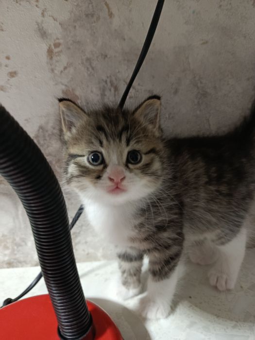 Продаётся котик мальчик